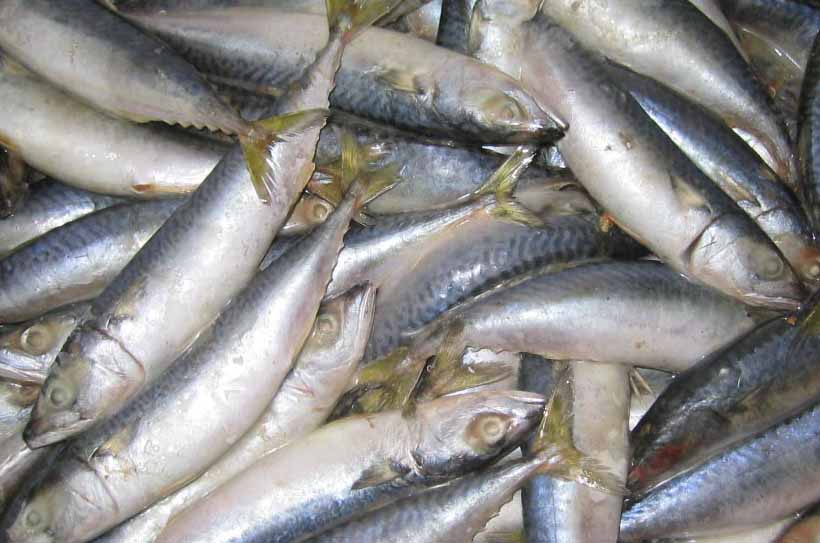 Russian Federation Spanish Mackerel