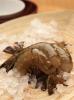 Shrimp Shell (Indonesia)