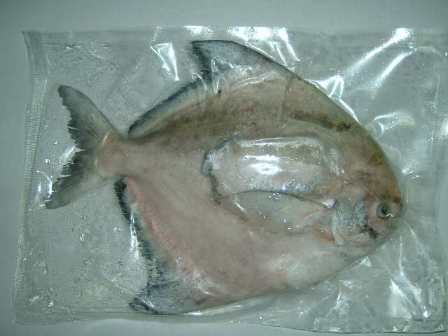 Myanmar Chinese Pomfret