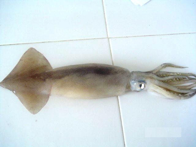 Argentina Argentine Squid