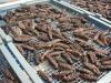 Sea Cucumber (Canada)