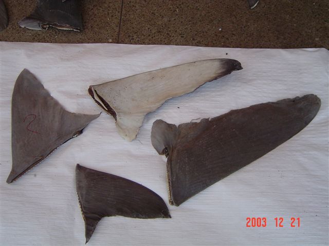 Sri Lanka Shark Fins