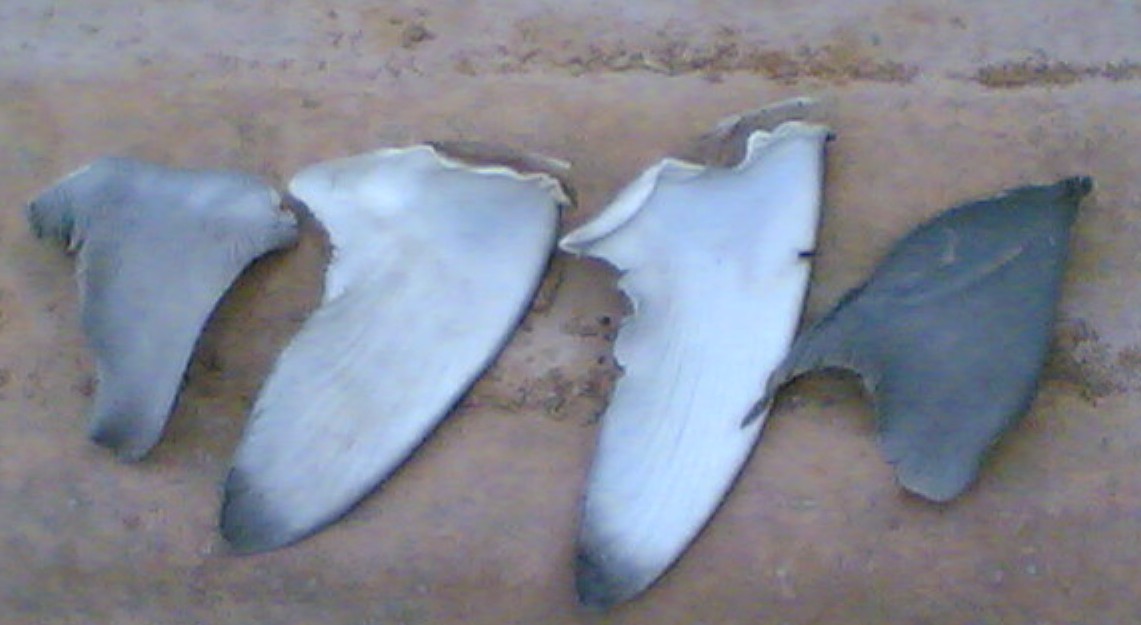 Sri Lanka Hig Hquality Dried Shark Fin