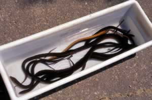 Indonesia Fresh Water Eel
