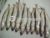 Canadian Capelin (Canada)