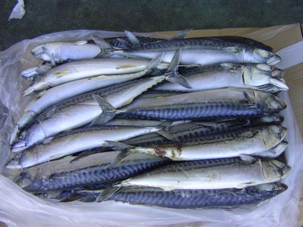 Belgium Frozen Atlantic Mackerel
