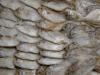 Frozen Seafoods (Pakistan)