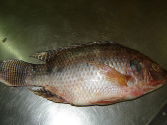 Myanmar Frozen Tilapia