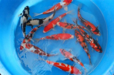 Japan Japanese Koi Carp