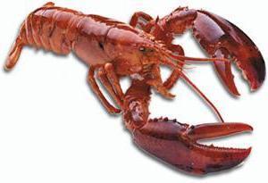 United States Live Maine Lobsters