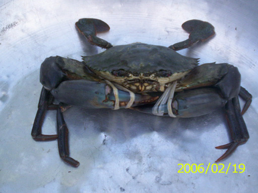 Philippines Live Mud Crabs ( Scylla Spp)