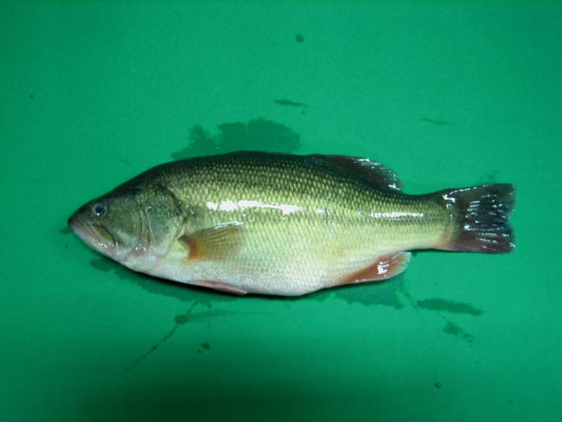 United States Fresh & Frozen Largemouth Bass