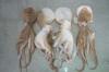 Indian Ribbon Fish, Cuttle Fish, Squid (India)