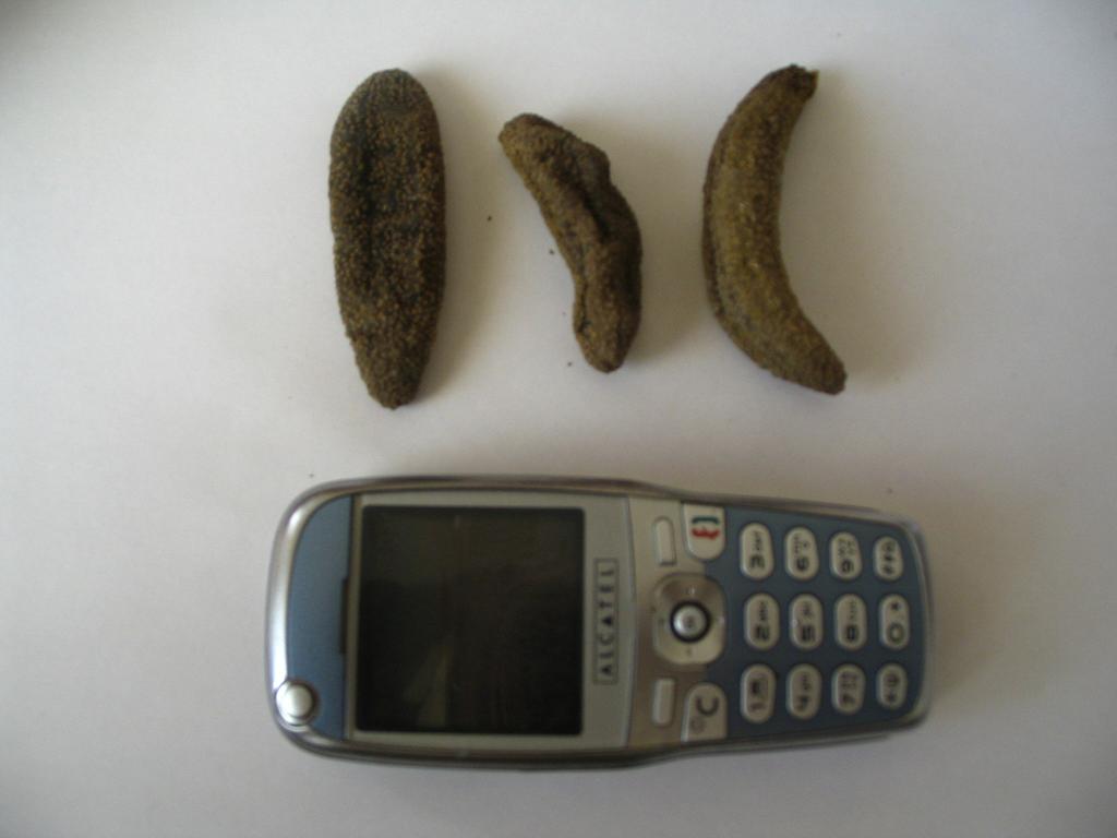 Mauritania Sea Cucumber From Atlantic