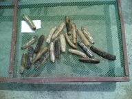 Philippines Sand Fish And All Other Sea Cucumber