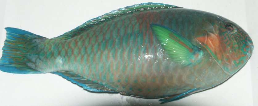 Philippines Parrot Fish