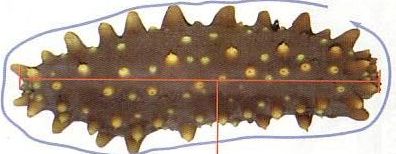 Ecuador Sea Cucumber