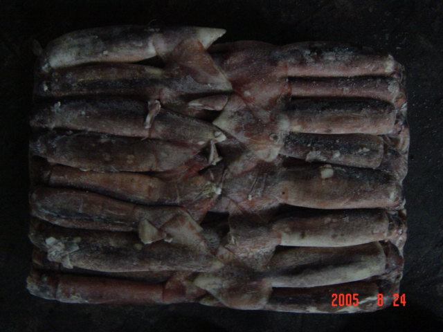 Squid