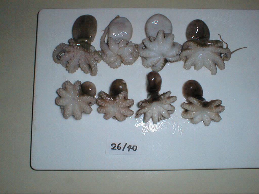Vietnam Octopus, Squid, Cuttlefish, Shrimp