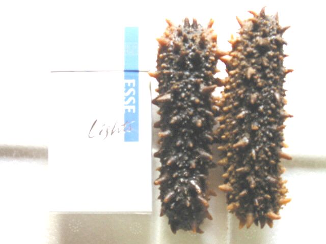 South Korea Frozen Seacucumber