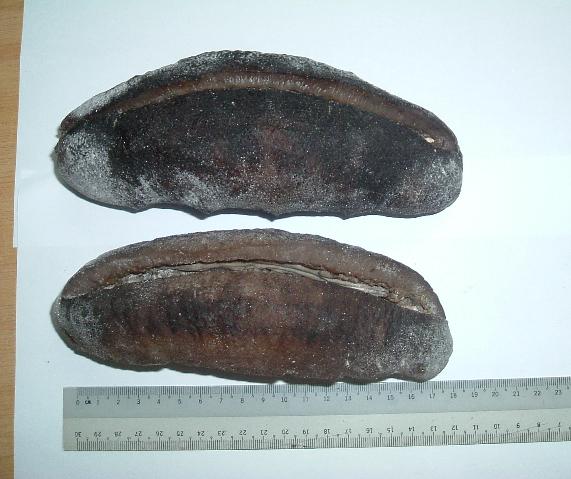 Myanmar Dried Sea Cucumber