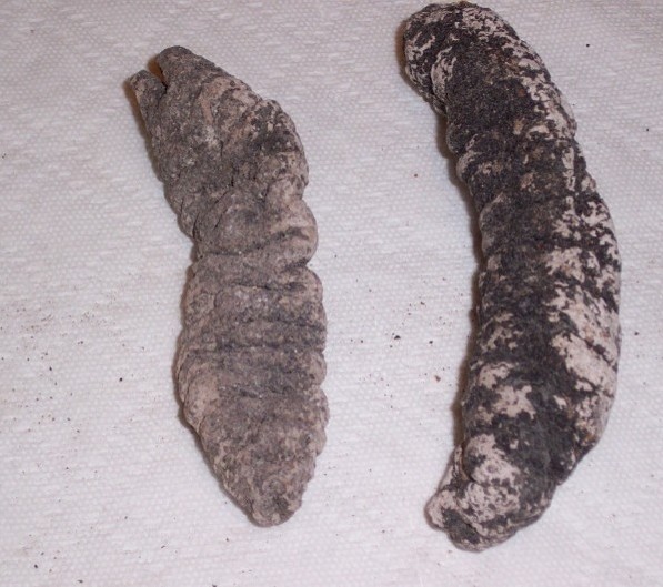 United States Donkey Dung Sea Cucumber