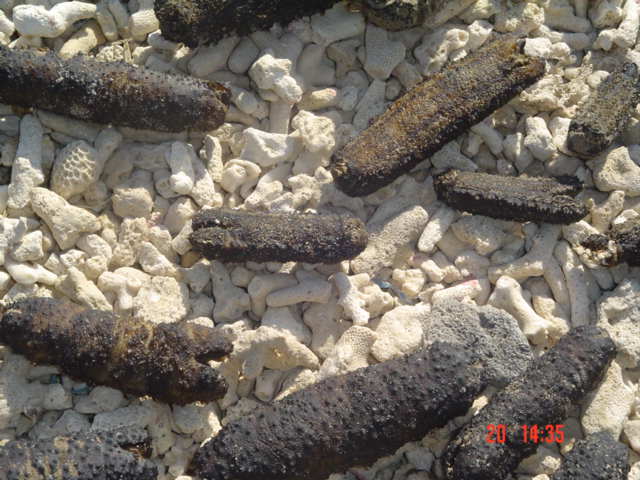 Yemen Dried Sea Cucumber