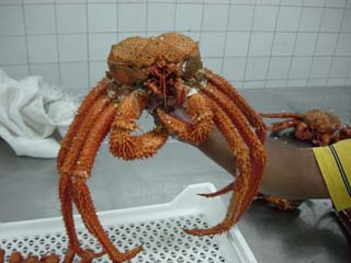 Peru King Crab
