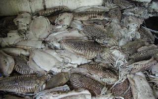 India Cuttle Fish Whole