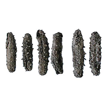 Mauritius Sea Cucumber