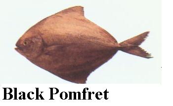 India Black Pompret
