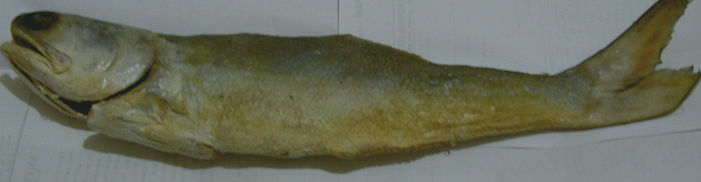 Indonesia Salt Fish