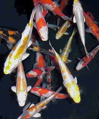 Thailand Koi Fish