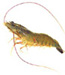 Uruguay Frozen White Shrimp