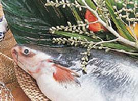 Vietnam Frozen Basa, Tra Fillets