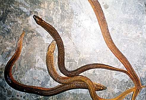 Bangladesh Live Yellow Eel Fish