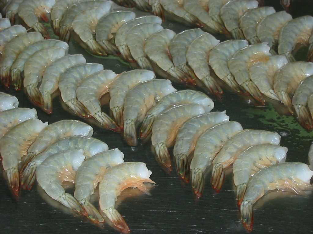 United Arab Emirates Penaeus Indicus(Indian White Shrimp)