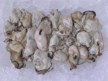 Thailand Pacific Oyster