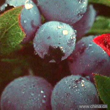 Blueberry Concentrate Juice