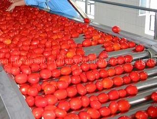 tomato paste