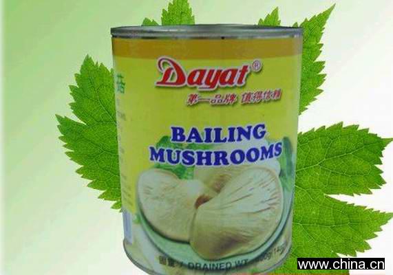 Canned Pleurotus Nebrodensis