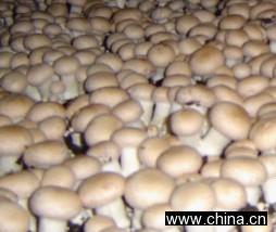 Canned Mushroom