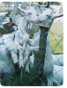 Goat Milk UHT - IRIS (Thailand)