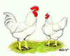 India Whole And White Egg Powder