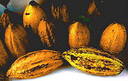 Nigeria Cocoa
