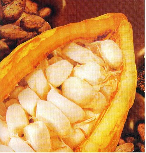 Colombia Cocoa Beans