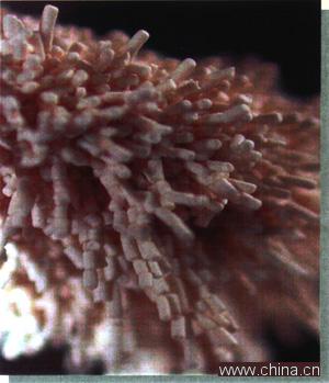 Enzyme preparation-Alpha-Amylase