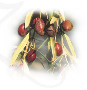 Turkey Olive And Olive Oil