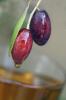 Pomace Olive Oil In Bulk (Tunisia)