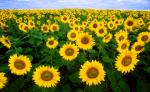 Lithuania Sunflowers Oil (Neutralized)